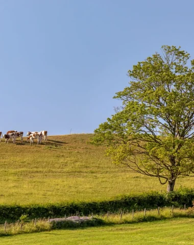 Troupeau vaches, pré, Le Sud Bourgogne