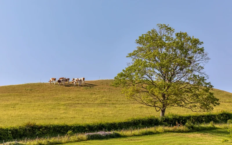 Troupeau vaches, pré, Le Sud Bourgogne