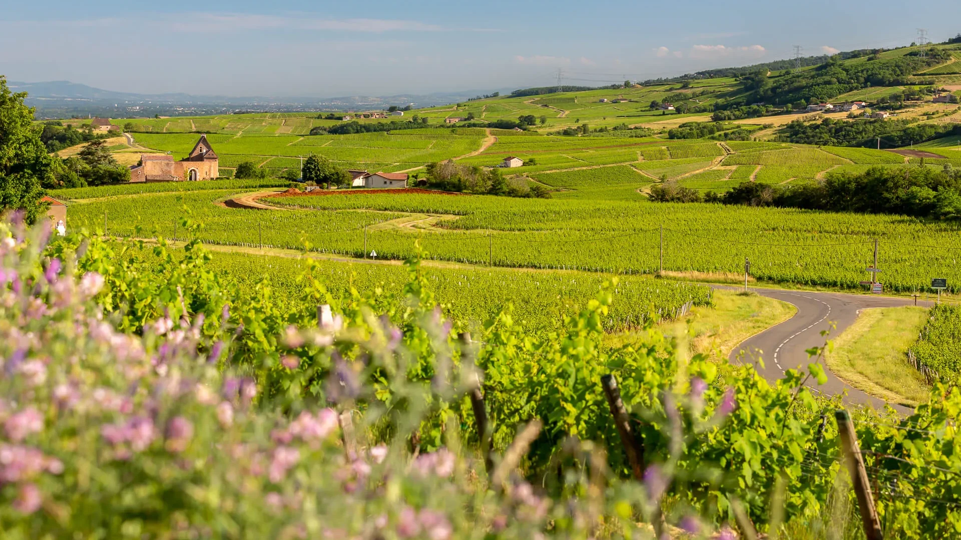 Vignoble de Chasselas, Le Sud Bourgogne