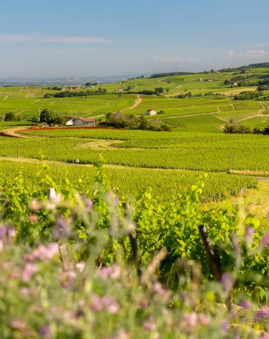 Vignoble de Chasselas, Le Sud Bourgogne