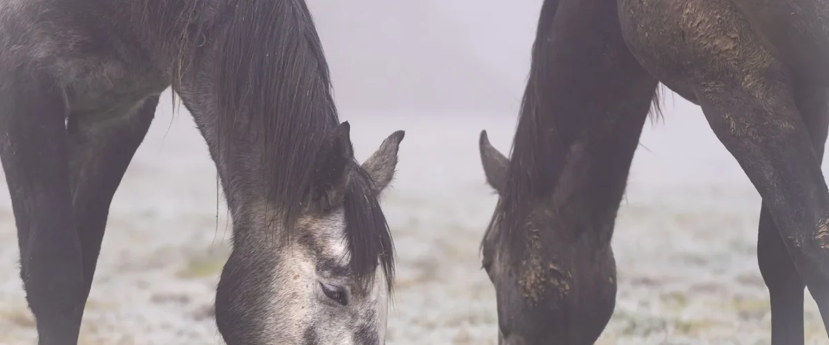 chevaux, hiver, Mâconnais