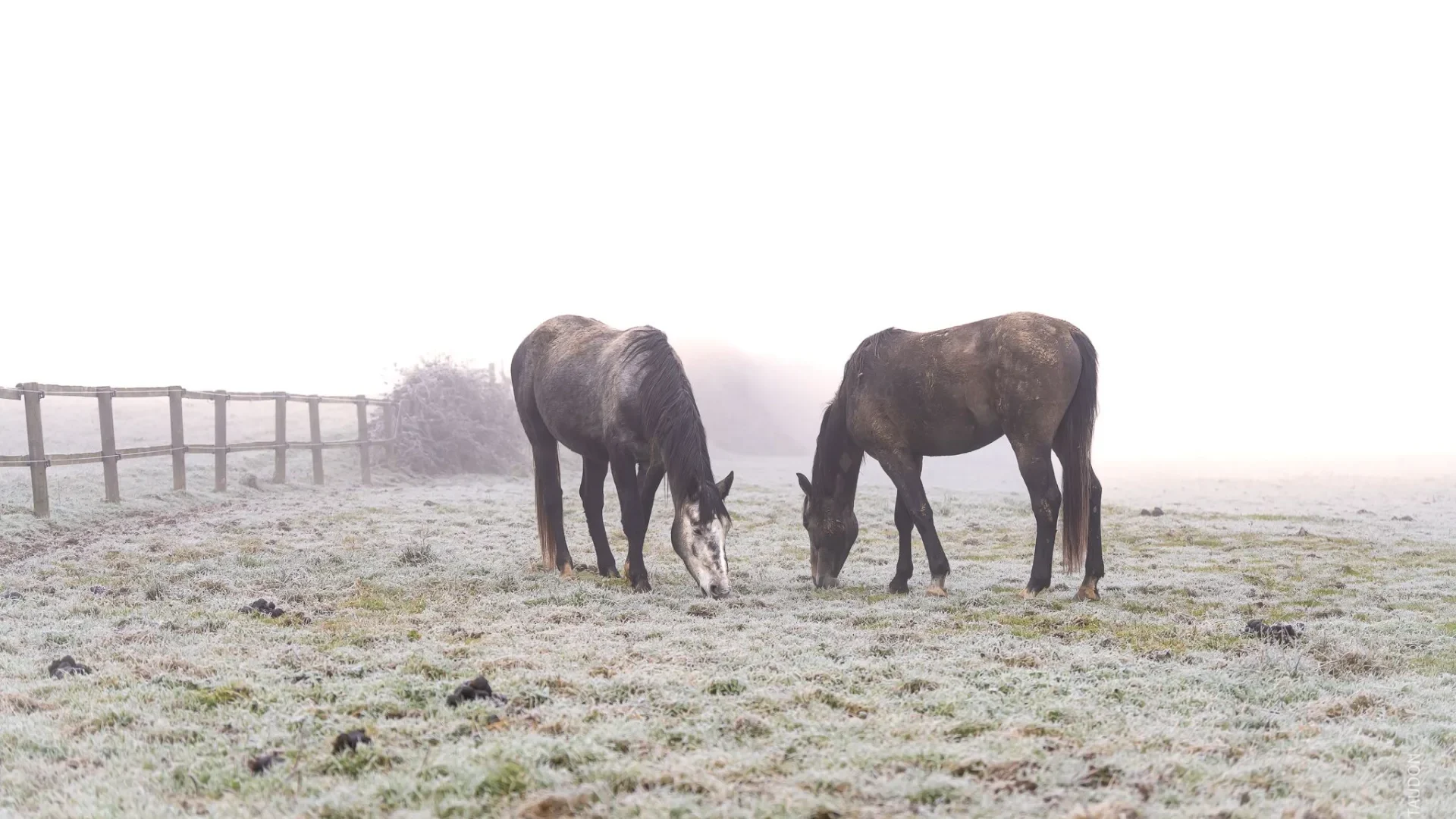 chevaux, hiver, Mâconnais