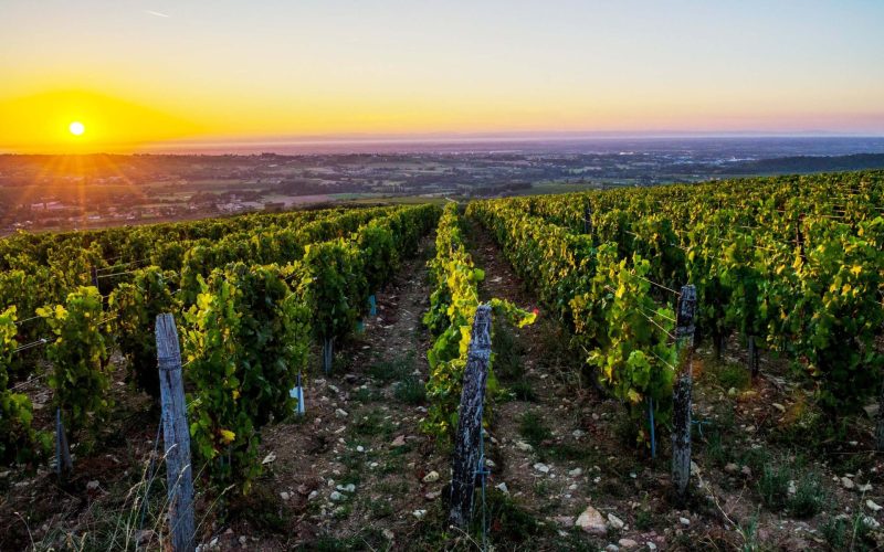 Vignes de Vergisson au lever de soleil, vignoble du Mâconnais