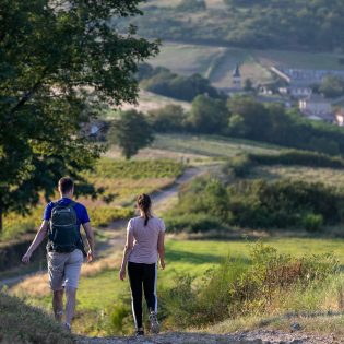 Balade en trottinette électrique dans les vignes + dégustation de vins à la cave