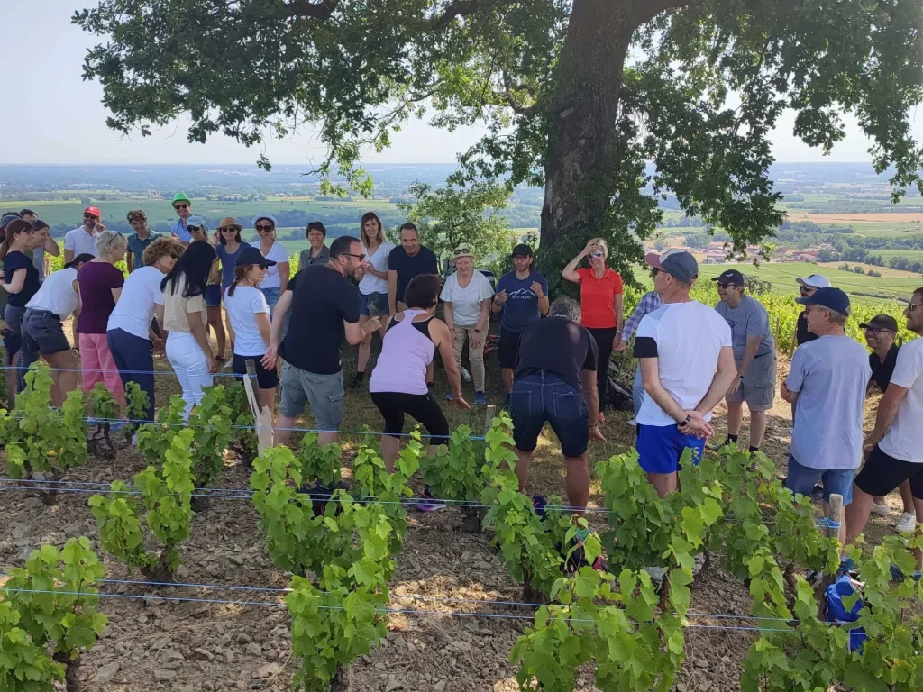 Teambuilding dans le vignoble